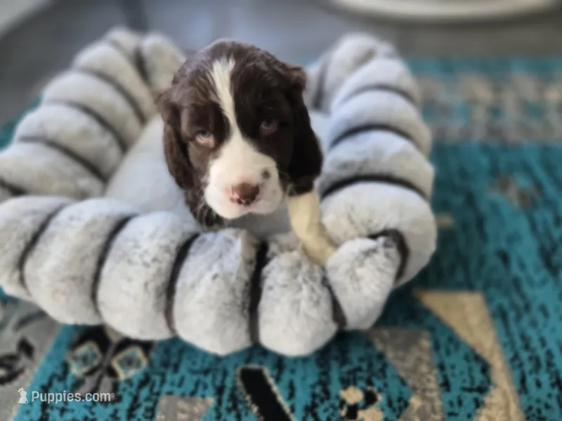 Star, a female English Springer Spaniel for sale in Pittsburgh, PA – Photo 1 of 2
