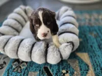 Star, a female English Springer Spaniel for sale in Pittsburgh, PA – Photo 1 of 2