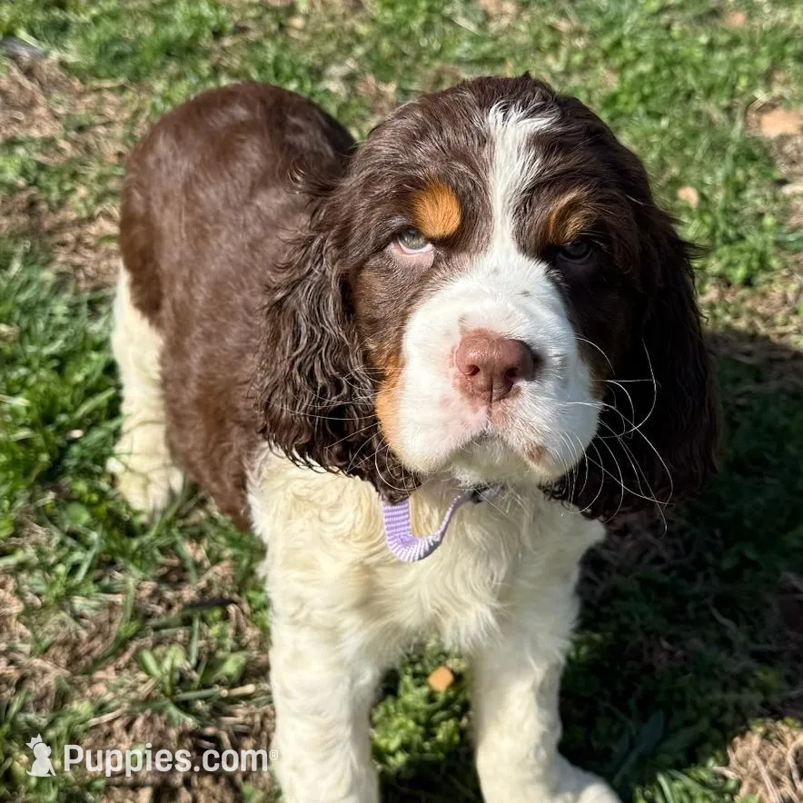 Star – English Springer Spaniel puppy for sale in Pittsburgh, PA