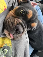 Boone, a male English Bulldog and Olde English Bulldogge for sale in Greenville, SC – Photo 4 of 5