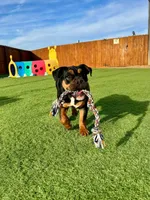 Boone, a male English Bulldog and Olde English Bulldogge for sale in Greenville, SC – Photo 1 of 5