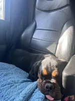 Boone, a male English Bulldog and Olde English Bulldogge for sale in Greenville, SC – Photo 3 of 5