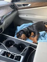 Boone, a male English Bulldog and Olde English Bulldogge for sale in Greenville, SC – Photo 2 of 5
