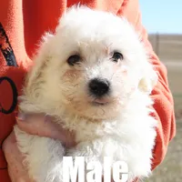 Charlie, a male Bichon Frise for sale in Franktown, CO – 1 of 1