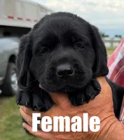 Tara, a female Labrador Retriever for sale in Franktown, CO – 1 of 1