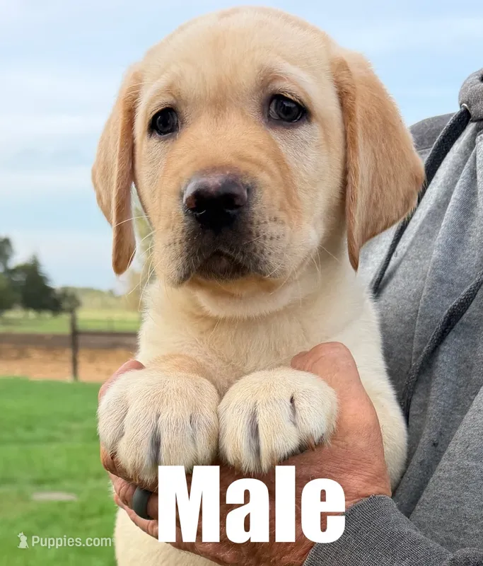 Joe – Labrador Retriever puppy for sale in Franktown, CO
