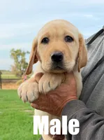 Max, a male Labrador Retriever for sale in Franktown, CO – 1 of 1