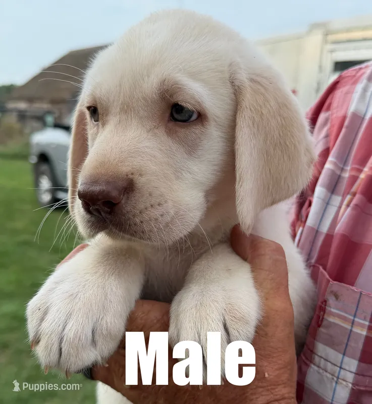 Max – Labrador Retriever puppy for sale in Franktown, CO