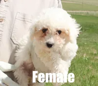 Sugar, a female Bichon Frise for sale in Franktown, CO – 1 of 1