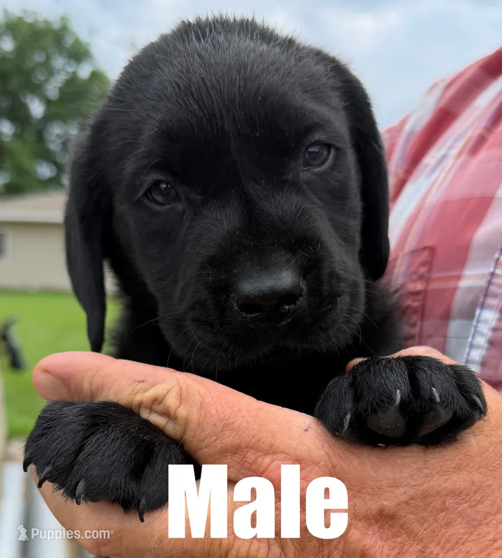 Smokey – Labrador Retriever puppy for sale in Franktown, CO