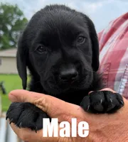 Smokey, a male Labrador Retriever for sale in Franktown, CO – 1 of 1
