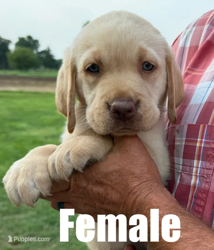 Tara – Labrador Retriever puppy for sale in Franktown, CO