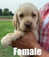 Tara, a female Labrador Retriever for sale in Franktown, CO – 1 of 1