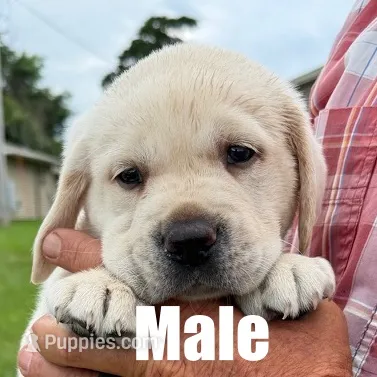 Max – Labrador Retriever puppy for sale in Franktown, CO