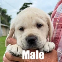 Max, a male Labrador Retriever for sale in Franktown, CO – 1 of 1