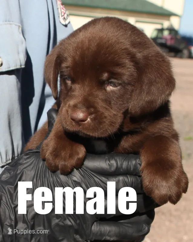 Tara – Labrador Retriever puppy for sale in Franktown, CO