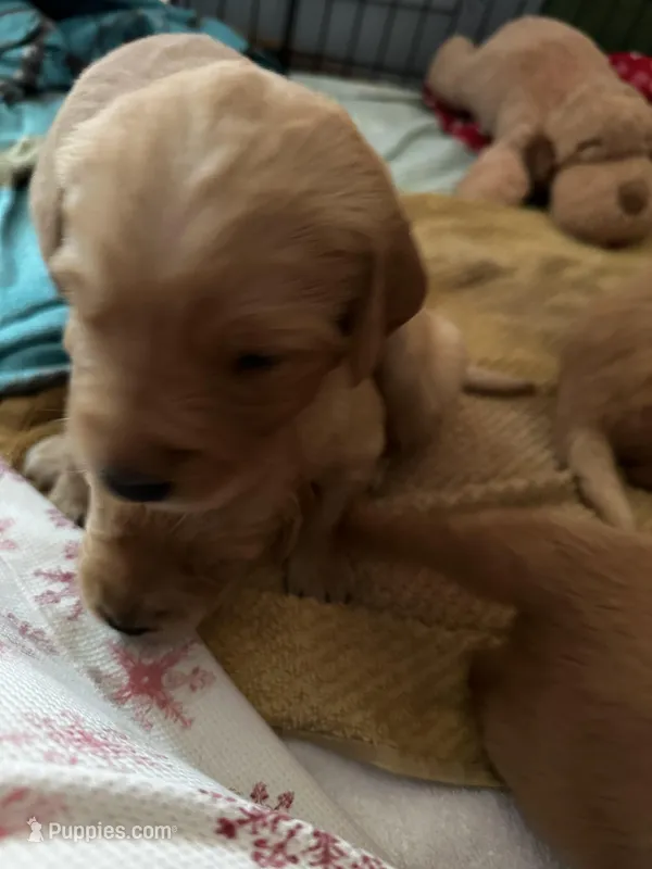Purple, a female Golden Retriever for sale in Stratton, CO – Photo 1 of 1