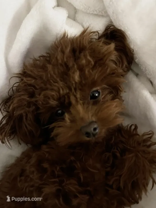 Millie Teacup toy poodle female – Poodle - Toy  puppy for sale in Payette, ID