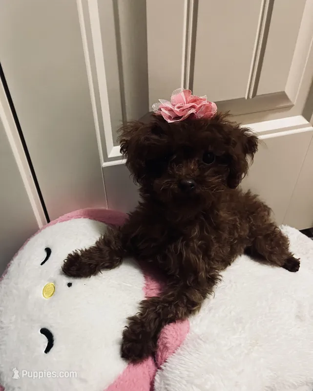 Millie Teacup toy poodle female – Poodle - Toy  puppy for sale in Payette, ID