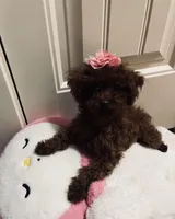 Millie Teacup toy poodle female, a female Poodle - Toy  for sale in Payette, ID – Photo 1 of 2