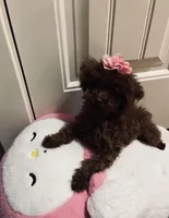 Millie Teacup toy poodle female, a female Poodle - Toy  for sale in Payette, ID – Photo 2 of 2