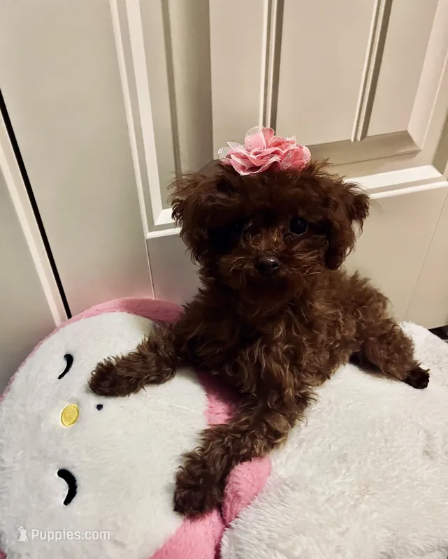 Millie Teacup toy poodle girl – Poodle - Toy  puppy for sale in Payette, ID