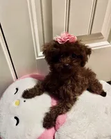 Millie Teacup toy poodle girl, a female Poodle - Toy  for sale in Payette, ID – 1 of 2