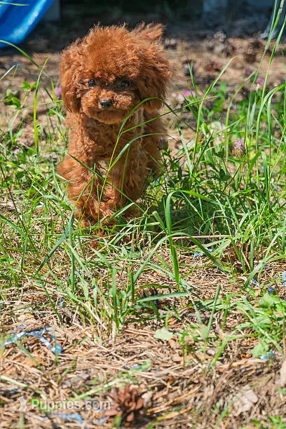 Millie Teacup toy poodle female – Poodle - Toy  puppy for sale in Payette, ID