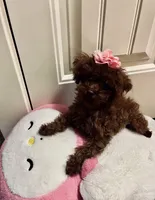 Millie Teacup toy poodle girl, a female Poodle - Toy  for sale in Payette, ID – 2 of 2