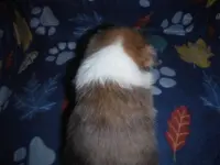 processed/8218d436-66a9-46d6-84a1-0658cf674a8e/listing/dda6460b-2523-43bd-bc5b-77e2b172026d/1867855d-82ff-4a22-baaf-803744fa5387