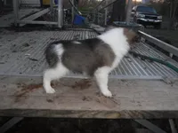 processed/8218d436-66a9-46d6-84a1-0658cf674a8e/listing/ef6838ac-4fa0-4833-b90d-40a193aeba9f/b02e8409-7a28-4fbd-a878-65d46647aace