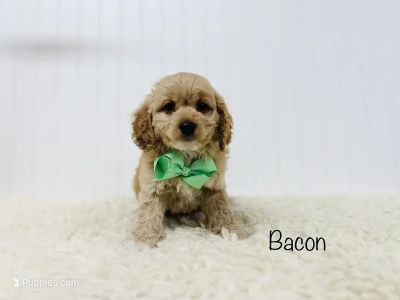 Bacon, a male Cockapoo for sale in Troy, MO – Photo 1 of 4