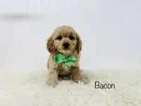 Bacon, a male Cockapoo for sale in Troy, MO – Photo 1 of 4