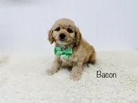 Bacon, a male Cockapoo for sale in Troy, MO – Photo 2 of 4