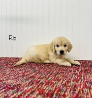 AKC Rio, a male Golden Retriever for sale in Troy, MO – 3 of 4