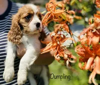 Dumpling , a female Cavalier King Charles Spaniel for sale in Troy, MO – 3 of 7