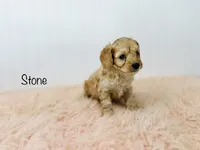 F1B Stone , a male Cockapoo for sale in Troy, MO – 2 of 3