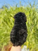 Luna, a female Poodle - Toy  for sale in Troy, MO – 5 of 5