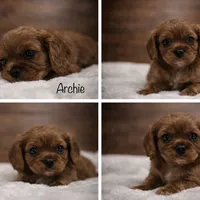 AKC Archie, a male Cavalier King Charles Spaniel for sale in Troy, MO – Photo 3 of 3