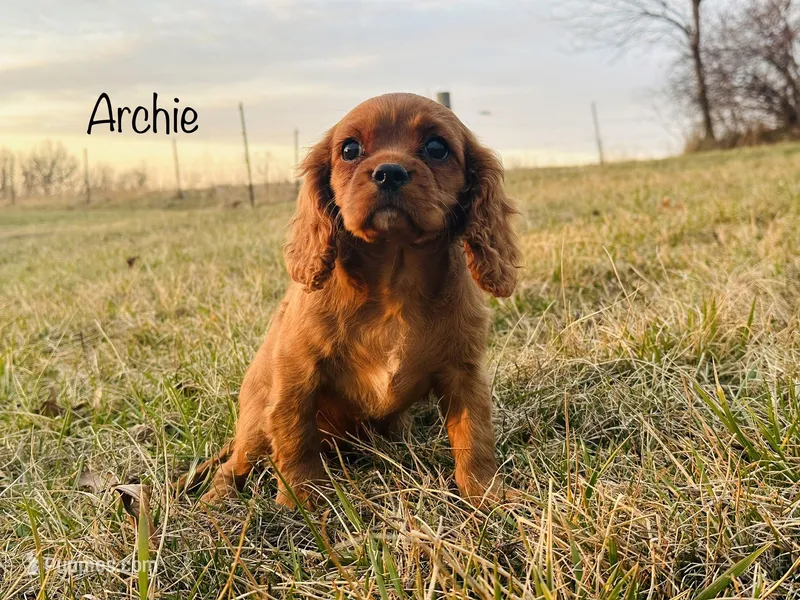 AKC Archie