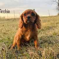 AKC Archie, a male Cavalier King Charles Spaniel for sale in Troy, MO – Photo 1 of 3