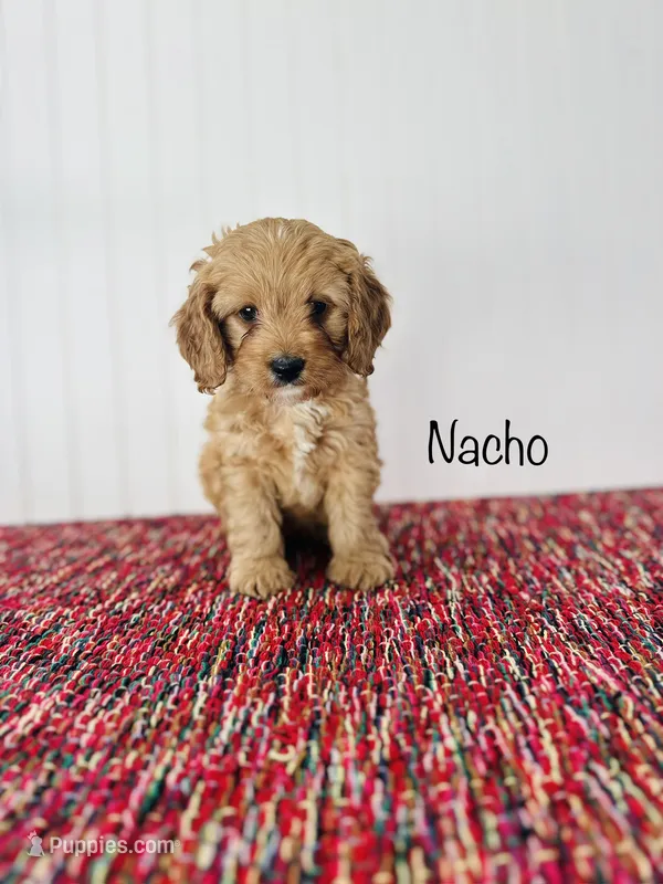 Nacho – Cavapoo puppy for sale in Troy, MO