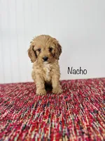 Nacho, a male Cavapoo for sale in Troy, MO – 1 of 3