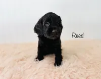 F1B Reed, a male Cockapoo for sale in Troy, MO – 3 of 3