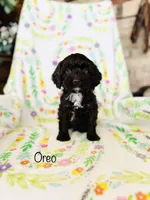 Oreo, a male Cockapoo for sale in Troy, MO – Photo 2 of 2