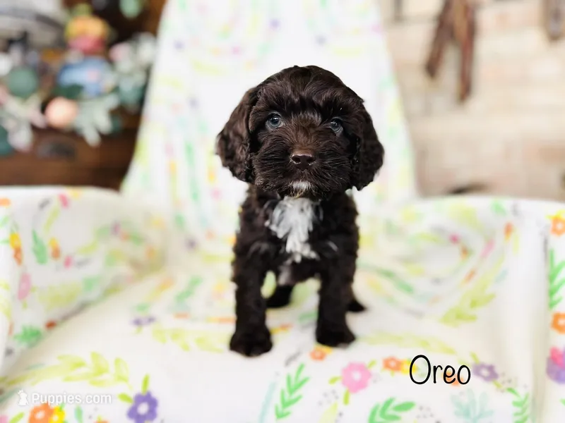 Oreo – Cockapoo puppy for sale in Troy, MO