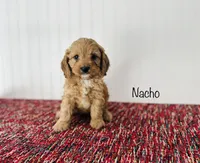 Nacho, a male Cavapoo for sale in Troy, MO – 2 of 3