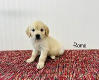 AKC Rome , a male Golden Retriever for sale in Troy, MO – 3 of 4