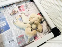 AKC Frank, a male English Cream Golden Retriever for sale in Troy, MO – Photo 3 of 3