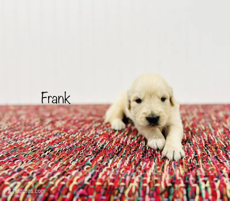 AKC Frank – English Cream Golden Retriever puppy for sale in Troy, MO
